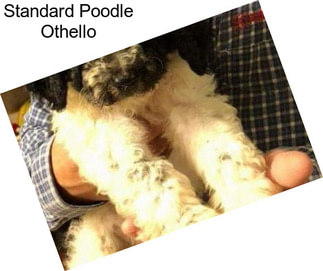 Standard Poodle Othello