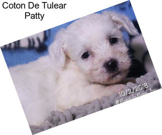 Coton De Tulear Patty