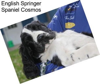 English Springer Spaniel Cosmos