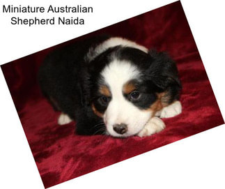 Miniature Australian Shepherd Naida