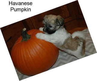 Havanese Pumpkin