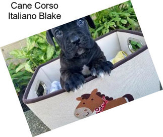 Cane Corso Italiano Blake