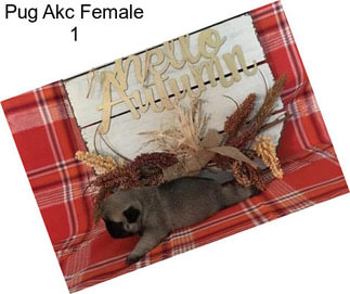 Pug Akc Female 1