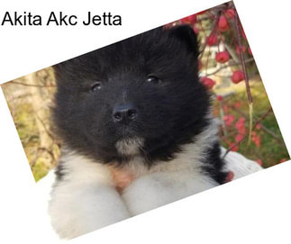 Akita Akc Jetta