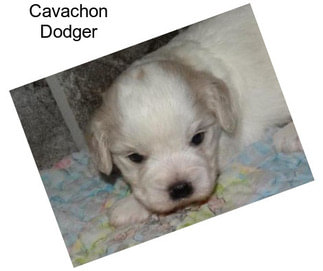 Cavachon Dodger
