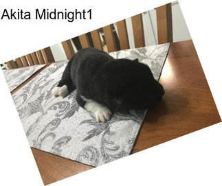 Akita Midnight1