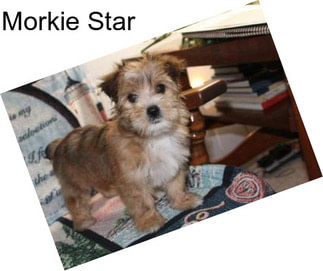 Morkie Star