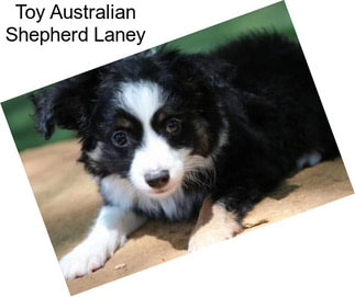 Toy Australian Shepherd Laney