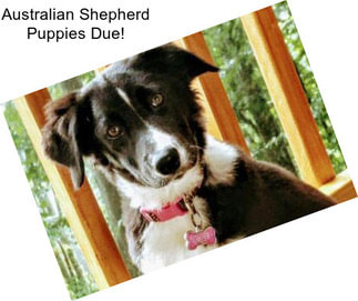 Australian Shepherd Puppies Due!