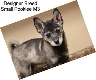 Designer Breed Small Pooklee M3