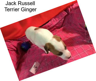 Jack Russell Terrier Ginger