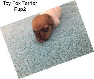 Toy Fox Terrier Pup2