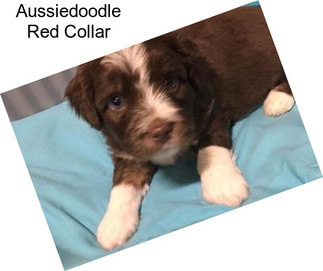 Aussiedoodle Red Collar