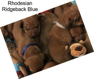 Rhodesian Ridgeback Blue