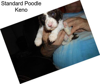 Standard Poodle Keno