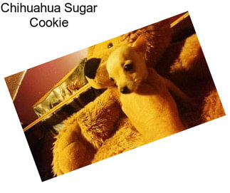 Chihuahua Sugar Cookie