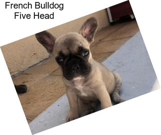 French Bulldog Five Head