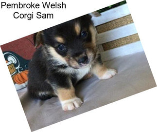 Pembroke Welsh Corgi Sam