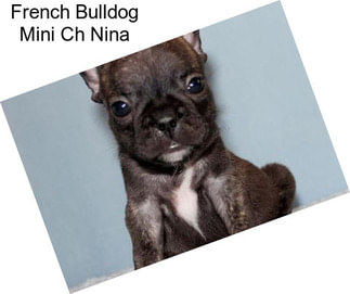 French Bulldog Mini Ch Nina