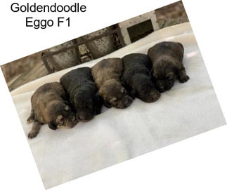 Goldendoodle Eggo F1