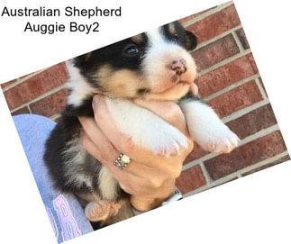 Australian Shepherd Auggie Boy2