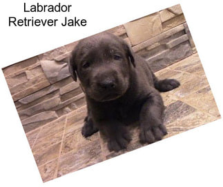 Labrador Retriever Jake