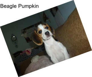 Beagle Pumpkin