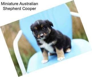 Miniature Australian Shepherd Cooper