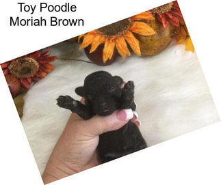 Toy Poodle Moriah Brown