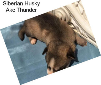 Siberian Husky Akc Thunder