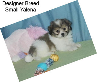 Designer Breed Small Yalena