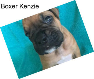 Boxer Kenzie