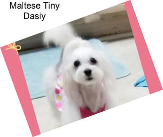 Maltese Tiny Dasiy