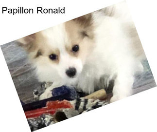 Papillon Ronald