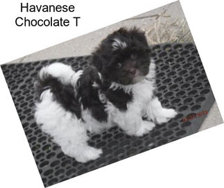 Havanese Chocolate T