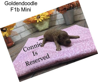 Goldendoodle F1b Mini