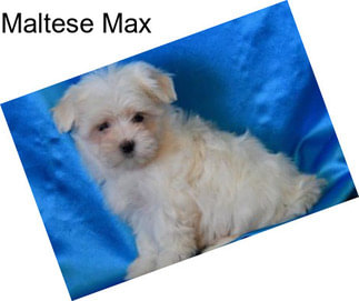 Maltese Max