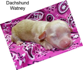 Dachshund Watney