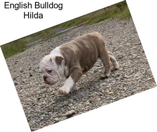 English Bulldog Hilda