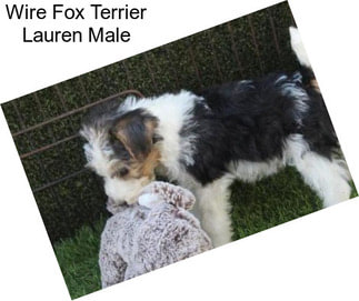 Wire Fox Terrier Lauren Male