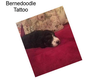 Bernedoodle Tattoo