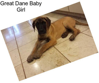 Great Dane Baby Girl