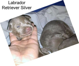 Labrador Retriever Silver