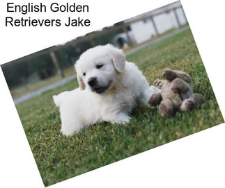 English Golden Retrievers Jake