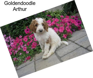 Goldendoodle Arthur