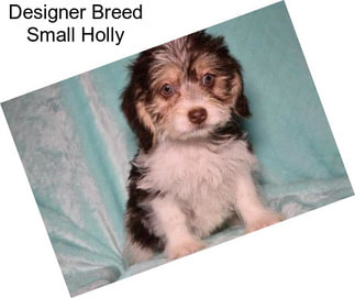 Designer Breed Small Holly