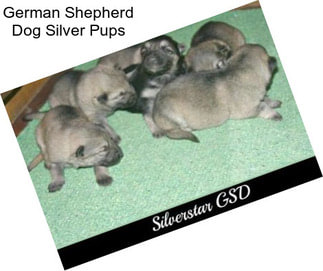 German Shepherd Dog Silver Pups