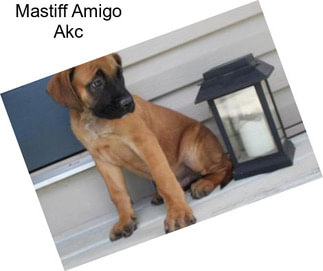 Mastiff Amigo Akc