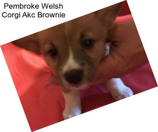 Pembroke Welsh Corgi Akc Brownie