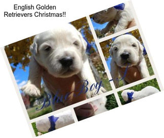 English Golden Retrievers Christmas!!